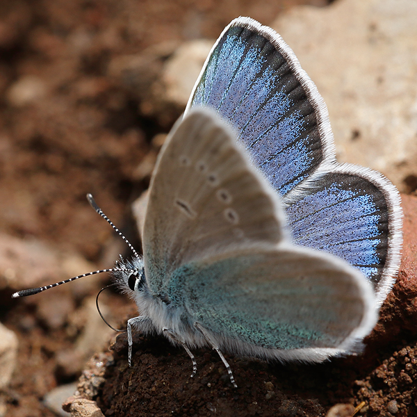 Polyommatus coelestinus