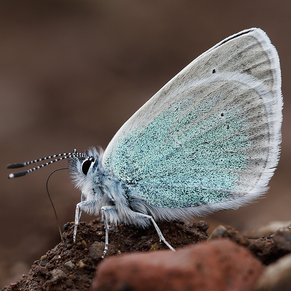 Polyommatus coelestinus