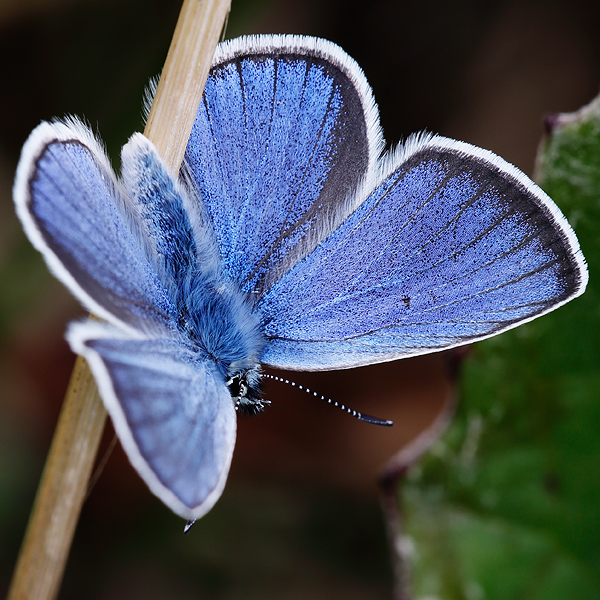 Polyommatus coelestinus