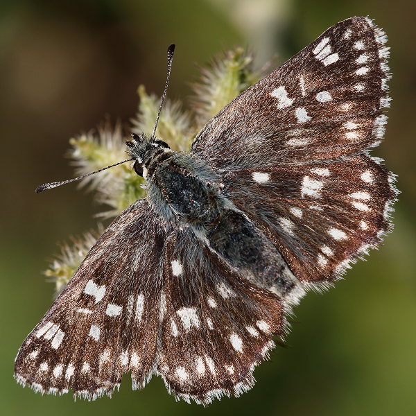 Muschampia tesselum