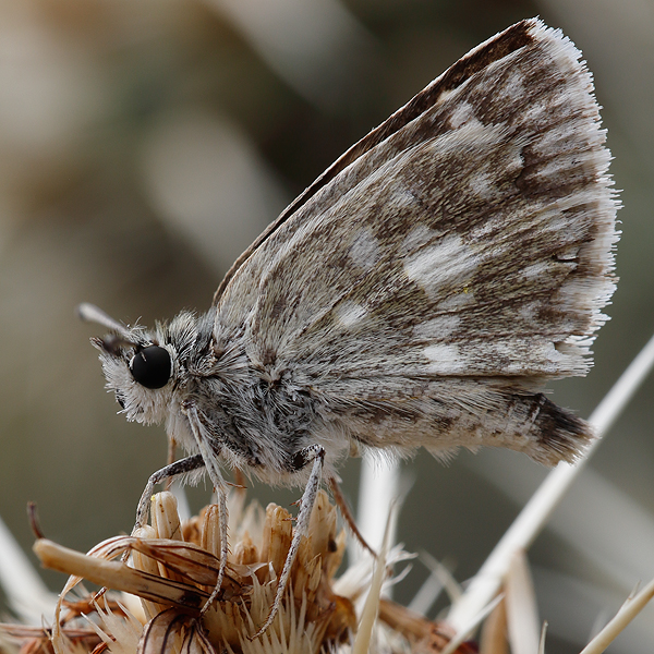 Muschampia poggei