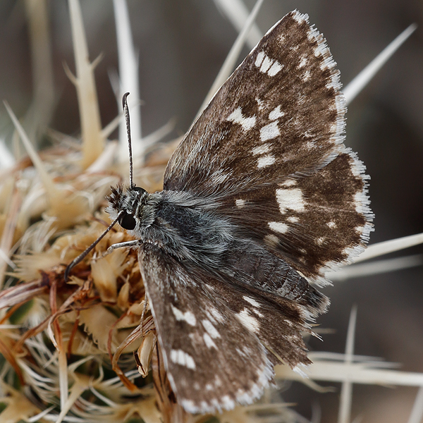 Muschampia poggei