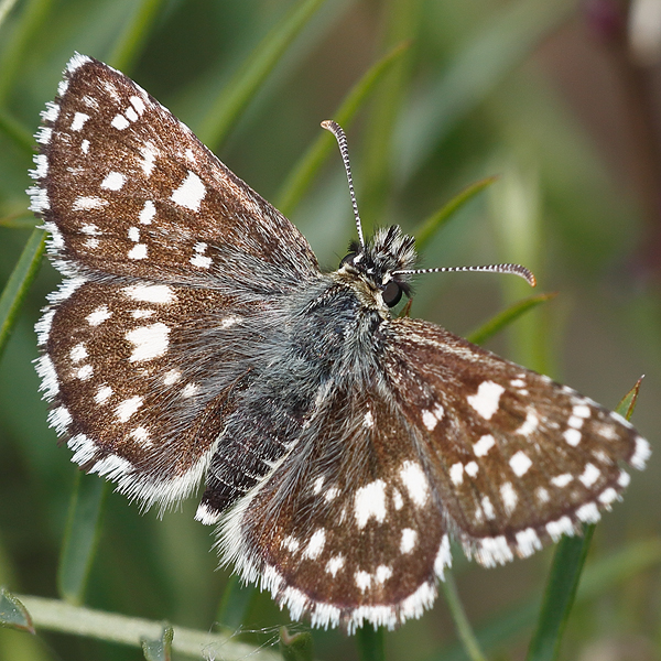 Pyrgus melotis