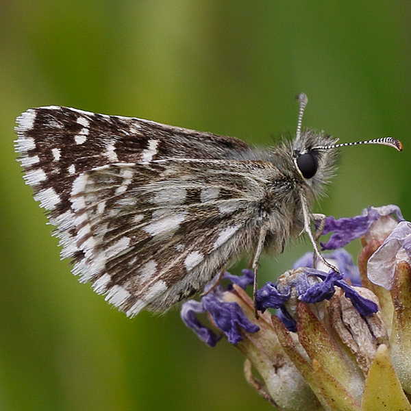 Pyrgus melotis