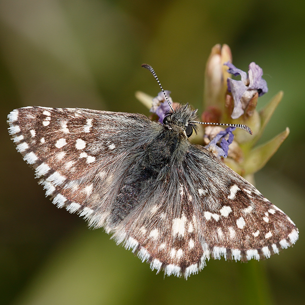 Pyrgus melotis