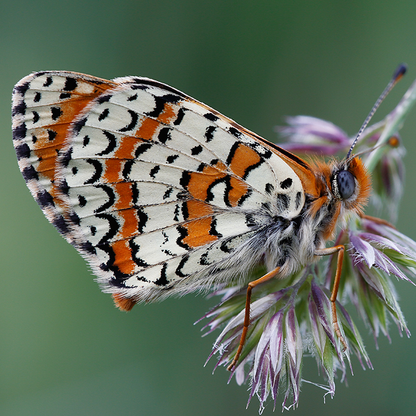 Melitaea interrupta