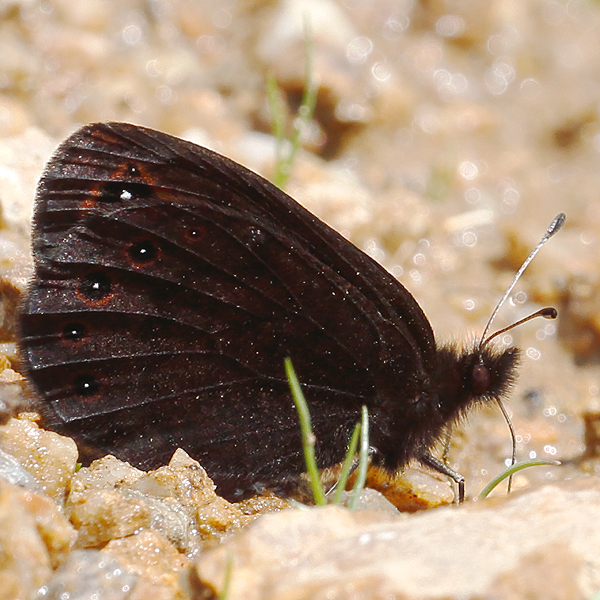 Erebia hewitsonii