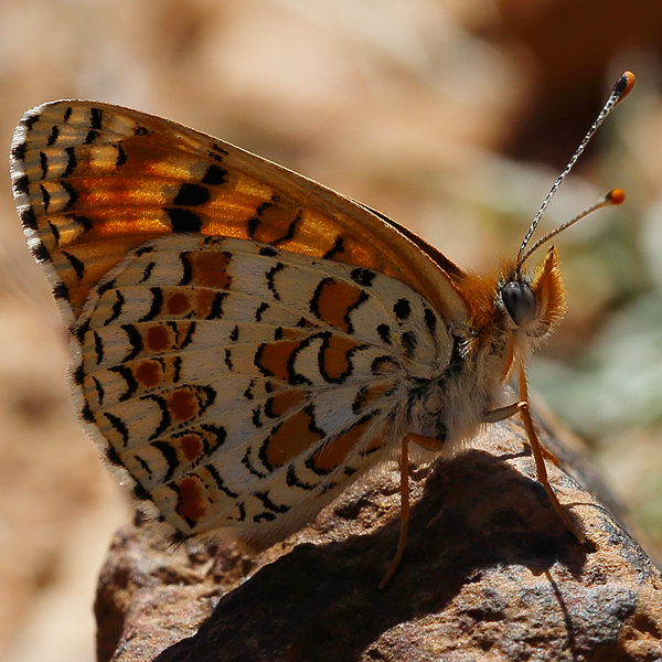 Melitaea punica