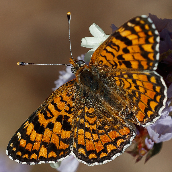 Melitaea punica