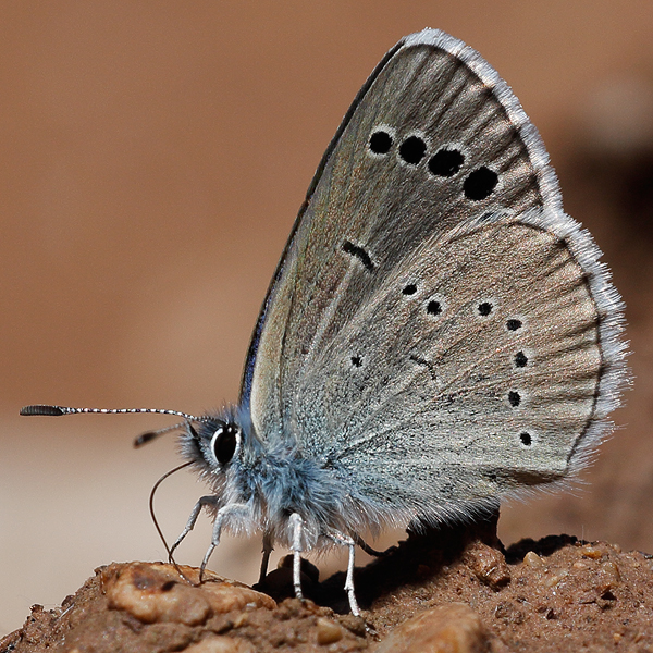 Glaucopsyche astraea