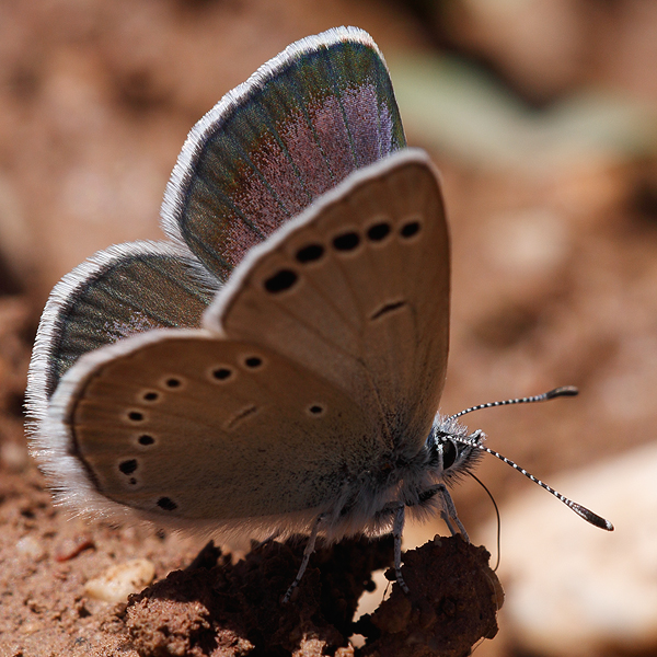 Glaucopsyche astraea