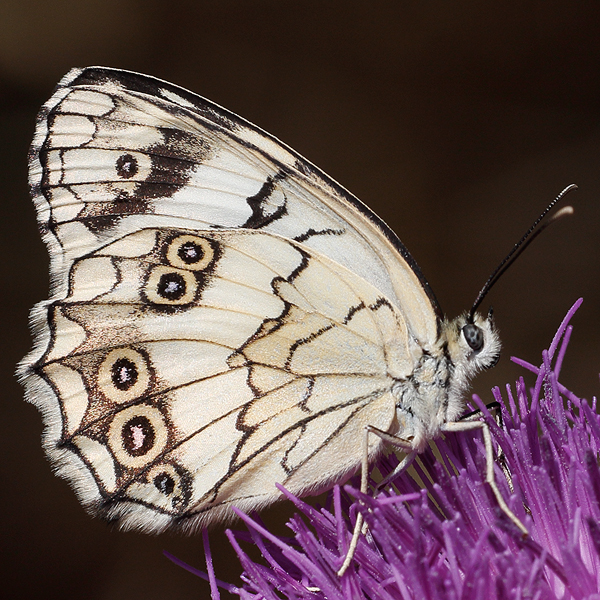 Melanargia titea