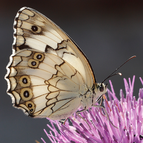 Melanargia titea