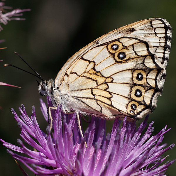 Melanargia titea