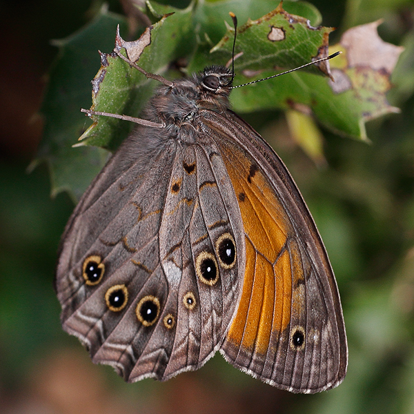 Kirinia roxelana