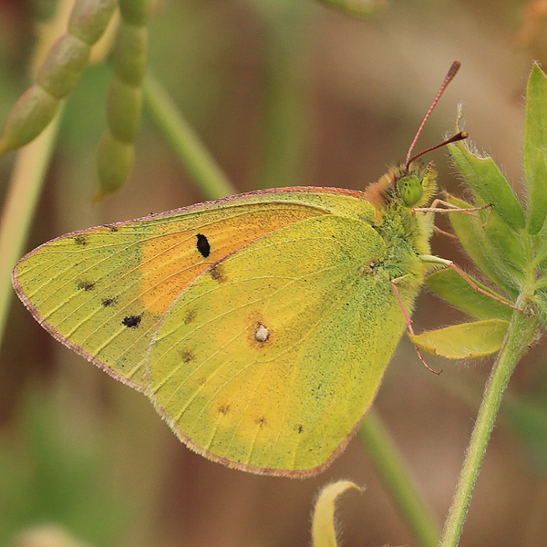 Colias electo