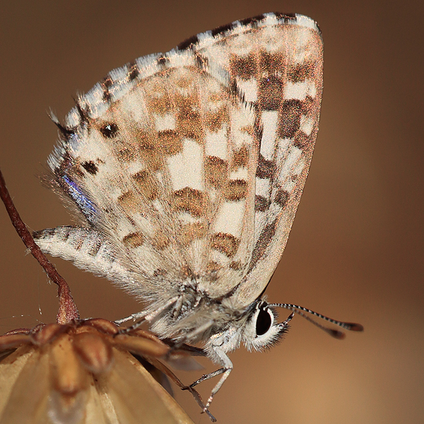 Tarucus thespis