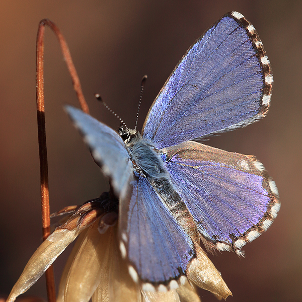 Tarucus thespis