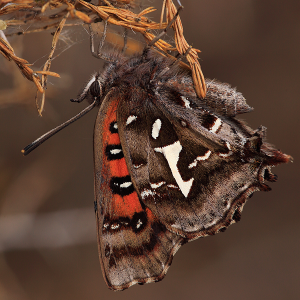 Phasis thero