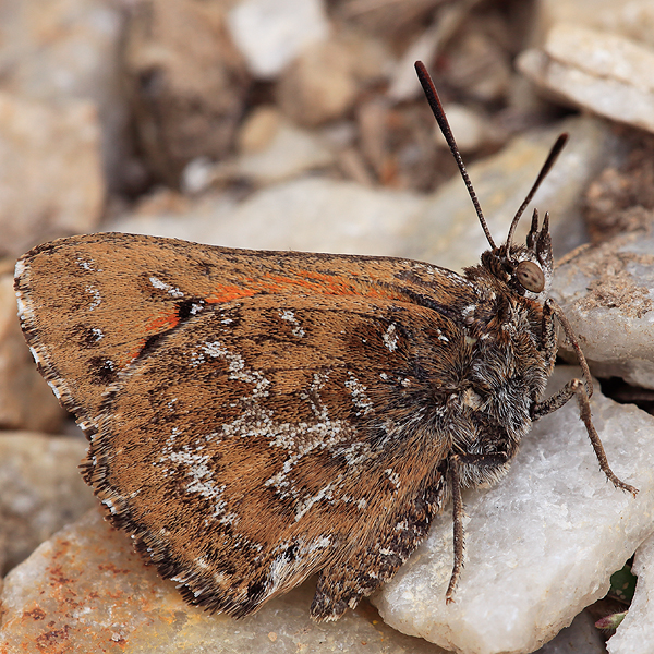 Aloeides pallida