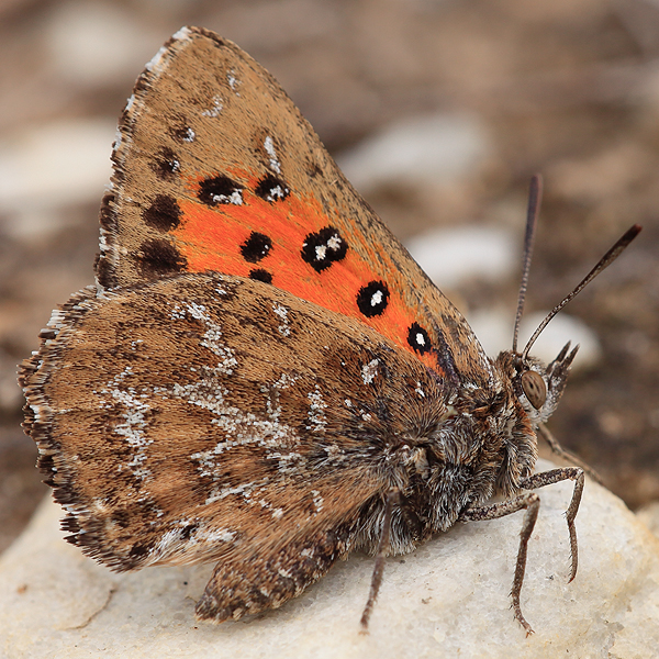 Aloeides pallida