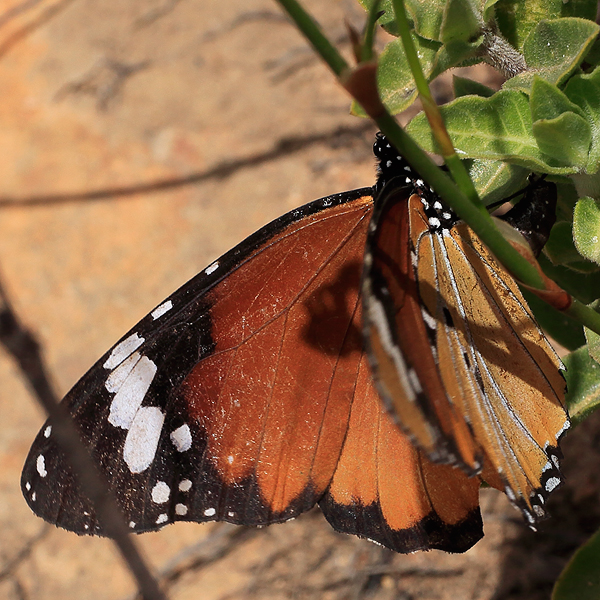 Danaus chrysippus