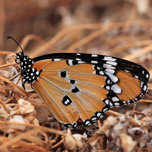 Danaus chrysippus