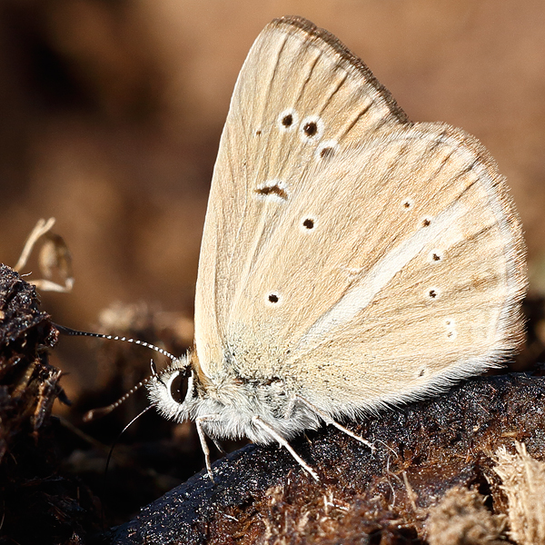 Polyommatus nephohiptamenos