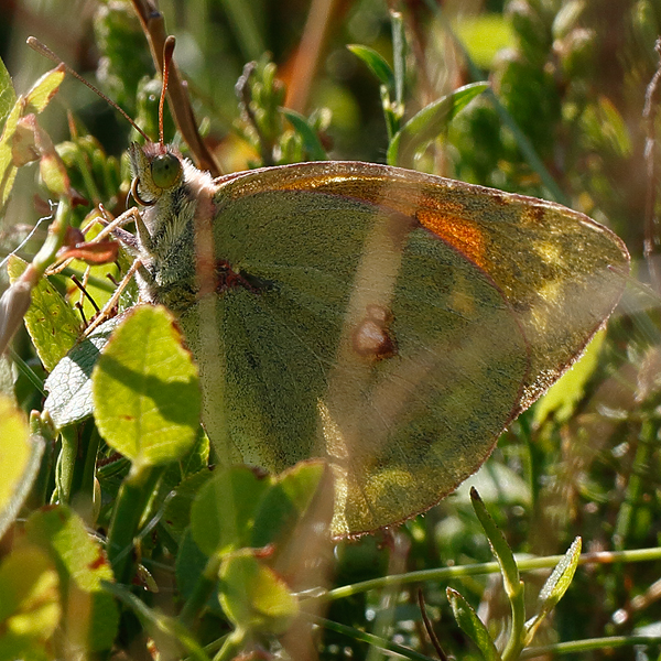 Colias caucasica