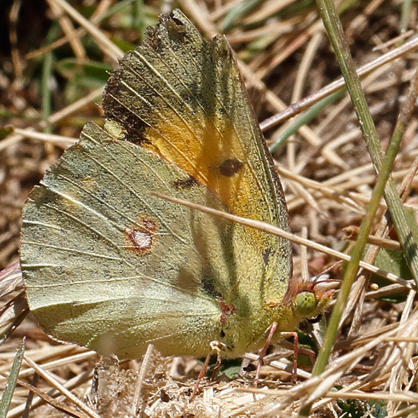 Colias caucasica