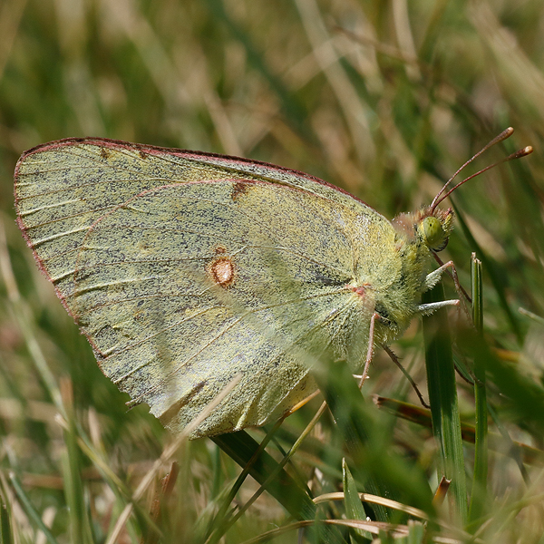 Colias caucasica