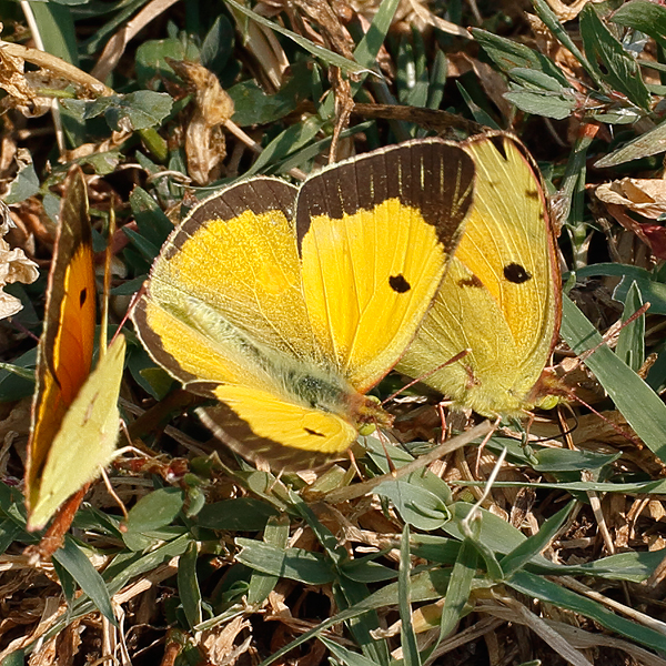 Colias croceus