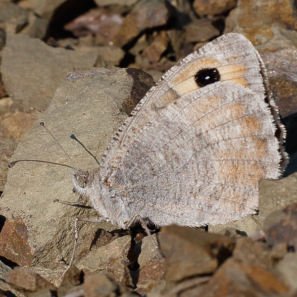 Pseudochazara graeca