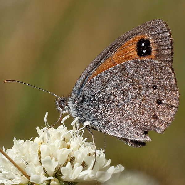 Erebia ottomana