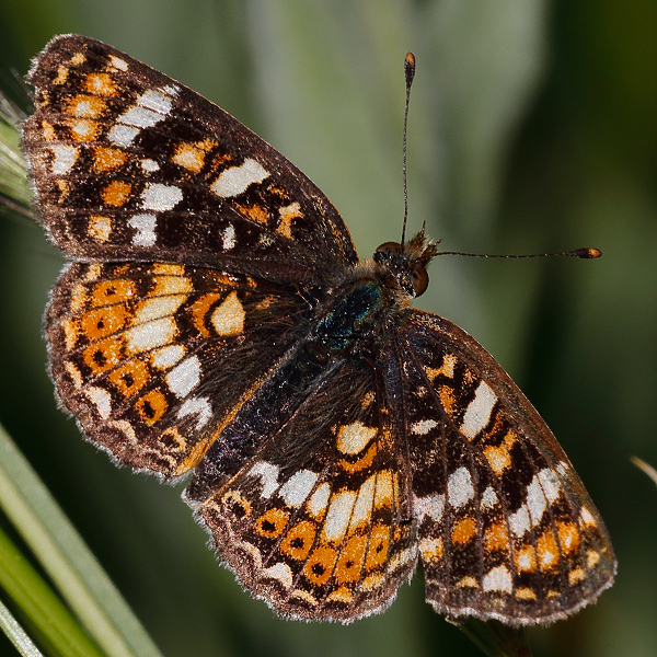 Phyciodes pulchella