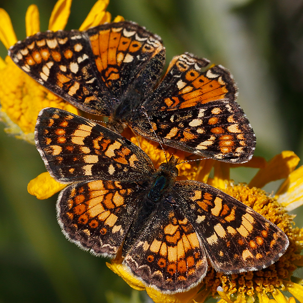 Phyciodes pulchella