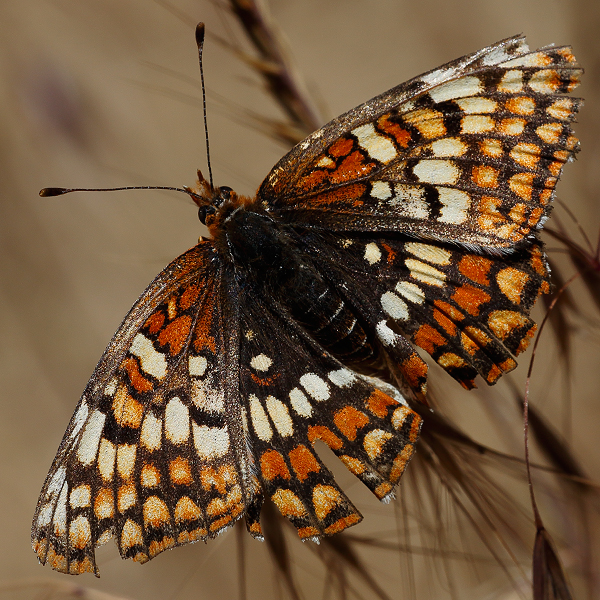 Chlosyne palla