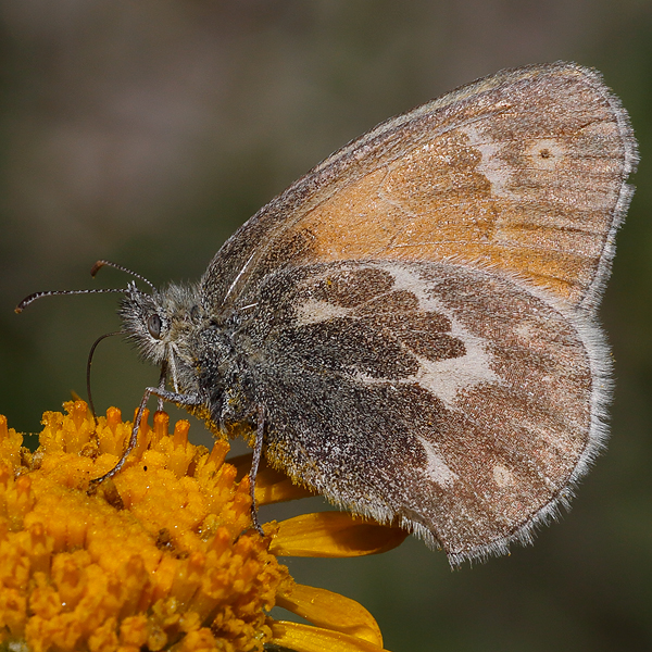 Coenonympha california mono