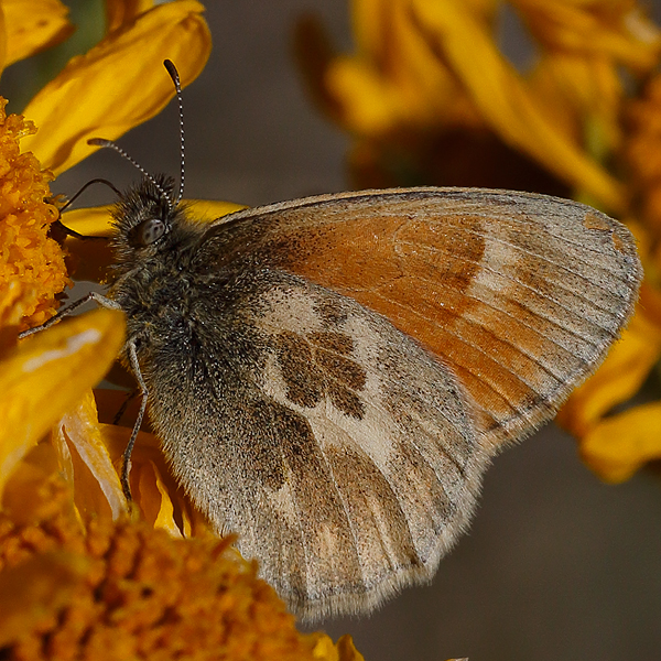 Coenonympha california mono
