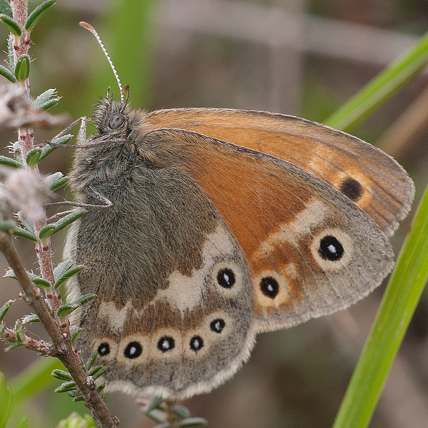 Coenonympha tullia