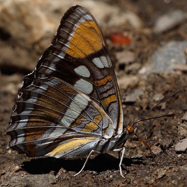 Adelpha californica