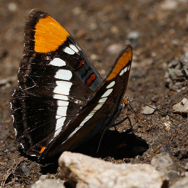 Adelpha californica