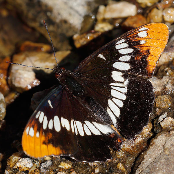 Limenitis lorquini