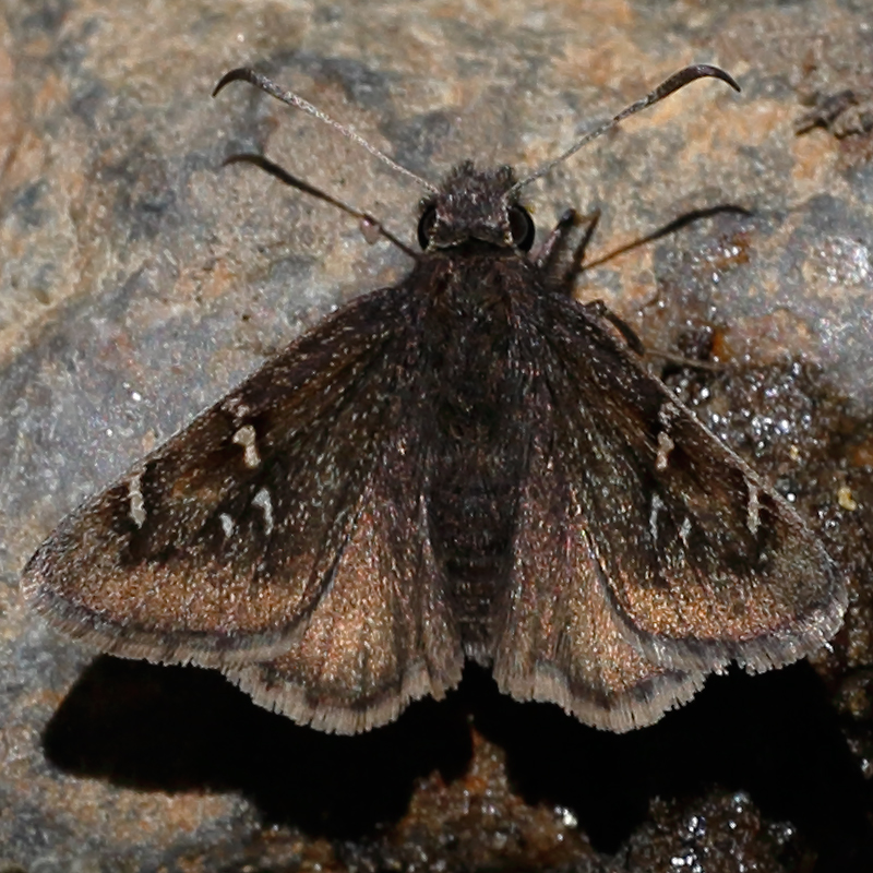 Cecropterus mexicana