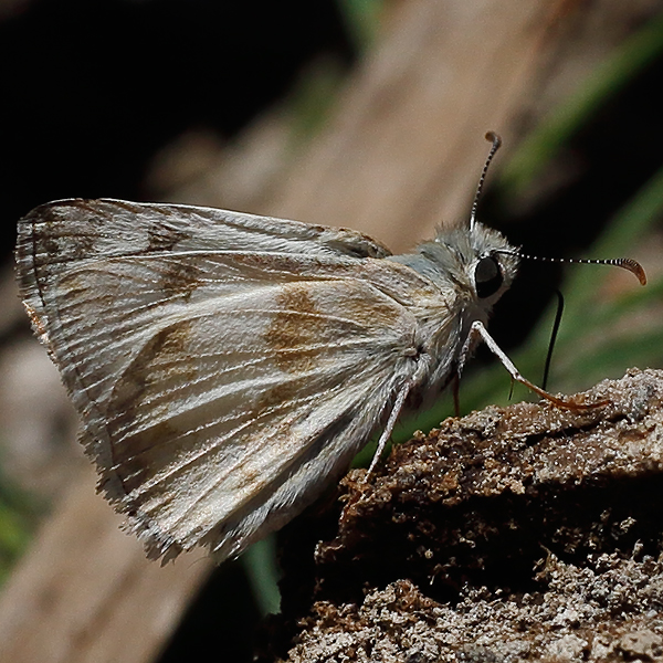 Heliopetes ericetorum