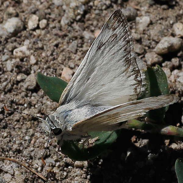 Heliopetes ericetorum