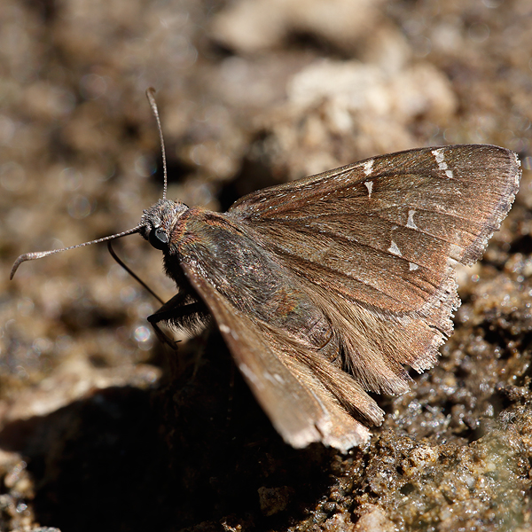 Cecropterus indistinctus