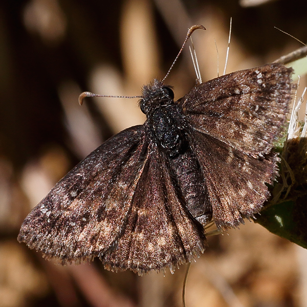 Erynnis propertius