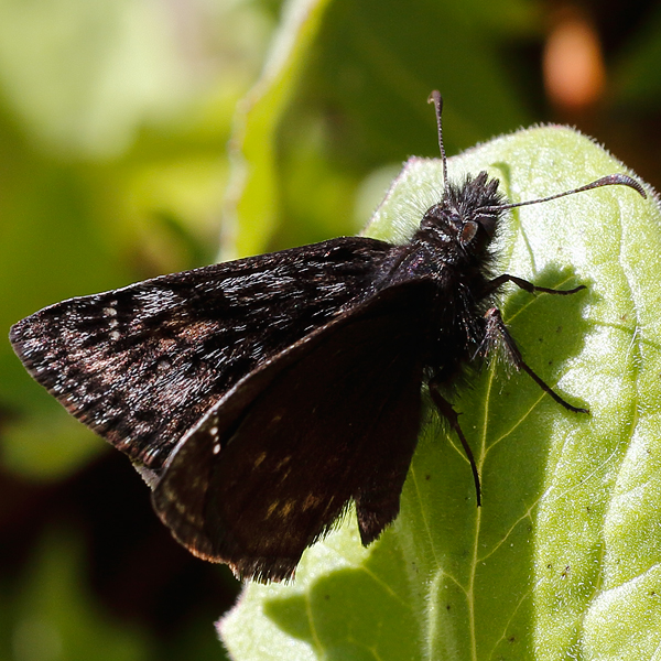 Erynnis propertius