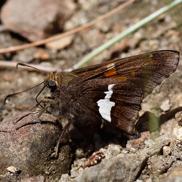 Epargyreus clarus